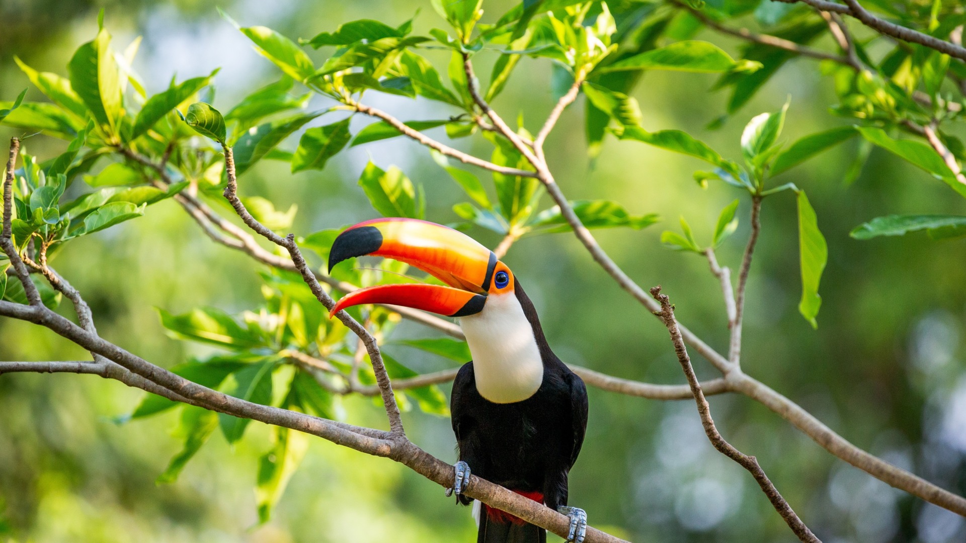 Amazonas und Pantanal Reise
